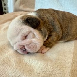 Bulldog Puppies from Teddy Bear Bulldogs