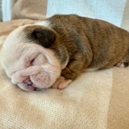 Bulldog Puppies from Teddy Bear Bulldogs