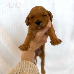PEACH - Apricot female Goldendoodle puppy in Independence, Oregon from Ankeny Doodles