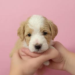 Orange Collar Girl - Yellow and white female Bernedoodle puppy in Port Charlotte, Florida from Islands Wheatens and Poodles