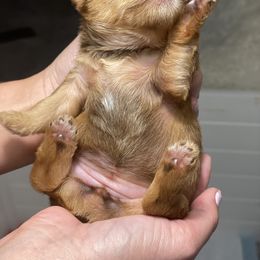 French Bulldog and Yorkshire Terrier Puppies from Casa De Silva LLC