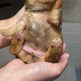 French Bulldog and Yorkshire Terrier Puppies from Casa De Silva LLC