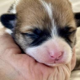 Truus - Red female Pembroke Welsh Corgi puppy in Brashear, Texas from Sherwood Acres Pembrokes