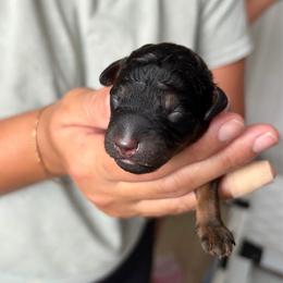Star - Phantom female Bernedoodle puppy in Jacksonville, Florida from Autumn's Aussies