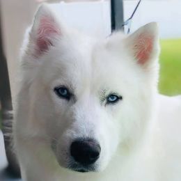 Mowgli - Siberian Husky