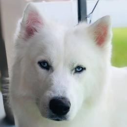 Mowgli - Siberian Husky
