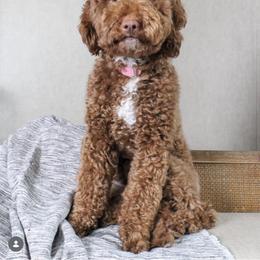 Phoebe - Goldendoodle