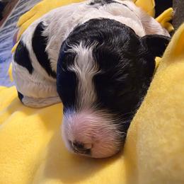 Boy2 - Black and white male Cavapoo puppy in Medina, Ohio from Momma's Minis