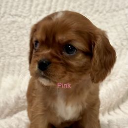 Cavalier King Charles Spaniel Puppies from Rhonda Davis