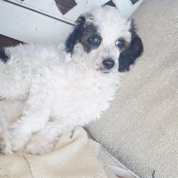 Sable Parti - Phantom female Poodle puppy in Cypress Inn, Tennessee from Nine Pines Poodles