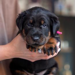 Pink Girl - Black and rust female Beauceron puppy in Henderson, Nevada from Joie de Vie Beaucerons
