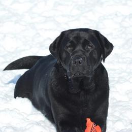 Freddie - Labrador Retriever
