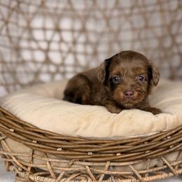 Gouda - Brown merle male Aussiedoodle puppy in Sweetwater, Florida from Sandy Snout Doodles