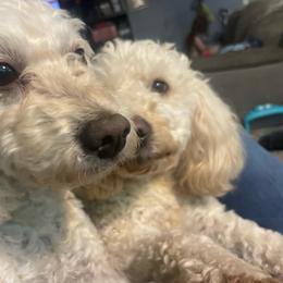 Penny - Cream female Goldendoodle puppy in Maineville, Ohio from Danielle's Doodles