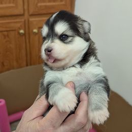 Pomsky Puppies from waxhaw pomskys