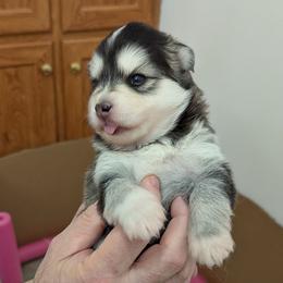 Pomsky Puppies from waxhaw pomskys
