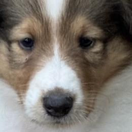 Collie Puppies from Hedge Haven Farm