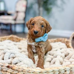 Reed - Red  male Goldendoodle puppy in Sulphur, Louisiana from Curly Q’s Of Carlyss
