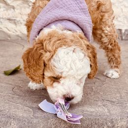Goldendoodle and Poodle Puppies from Doodle Puppy Parti