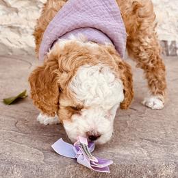 Goldendoodle and Poodle Puppies from Doodle Puppy Parti