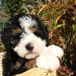 Bernedoodle, Goldendoodle, and Sheepadoodle Puppies from Country Meadow Doodles