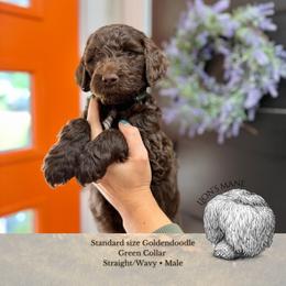 Lion's Mane - Green Collar - Chocolate male Goldendoodle puppy in Garland, Texas from Twilight Doodles
