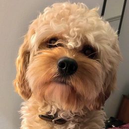 Henny - Cavapoo