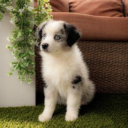 Boy 3 - Blue merle male Miniature Australian Shepherd puppy in Glen Rose, Texas from Maple Bloom Canine Co.
