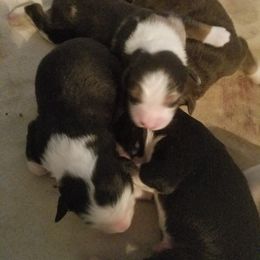 Australian Shepherd Puppies from Covenant View Farm Australian Shepherds