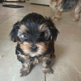 Slim - Black and tan male Yorkshire Terrier puppy in Beavercreek, Ohio from The Yorkie Den, LLC