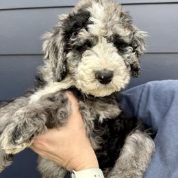 Bernedoodle, Cavalier King Charles Spaniel, and Poodle Puppies from Ellas.Pups (Bernedoodles & Cavapoos)
