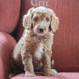 Gru - Red  male Goldendoodle puppy in College Station, Texas from Em & El Doodles