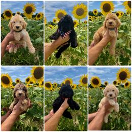 Goldendoodle puppies from The Farmers Doodle