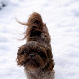Waylon - Liver male Shih Tzu puppy in Waynesboro, Pennsylvania from Big Win Shih Tzus