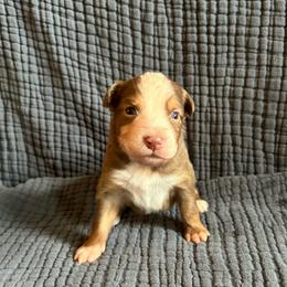 Bingo - Red tri-color female Australian Shepherd puppy in Hillsboro, Oregon from A&D Australian Shepherds