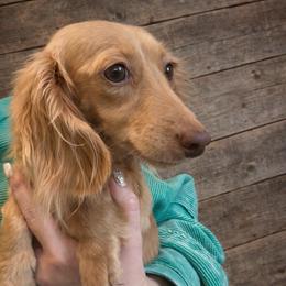 Libby - Dachshund