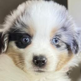 Blue Merle Boy (Pending) - Blue merle male Miniature American Shepherd puppy in Estacada, Oregon from Malachi Kennels