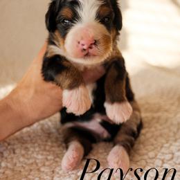 Bernedoodle Puppies from 5280 Bernedoodles