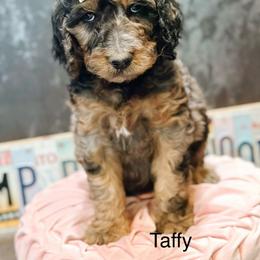 Taffy - Merle female Goldendoodle puppy in Pasco, Washington from Camp Doodle Woods