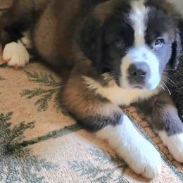 Jimmy Stewart - Brown and white male Saint Bernard puppy in Lowpoint, Illinois from Minnie's Majestic Saints