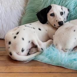 Lucy - White and black female Dalmatian puppy in Lake City, Minnesota from Cookies & Cream Dalmatians