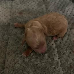 Boy 1 - Red  male Poodle puppy in Haddam, Kansas from Golden B Acres
