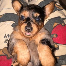 Dapple girl - Dapple female Dachshund puppy in Cooper, Texas from Sassy Kat’s Dachshunds