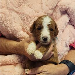Bright Green - Apricot female Goldendoodle puppy in Cumming, Georgia from Chattahoochee Kennels