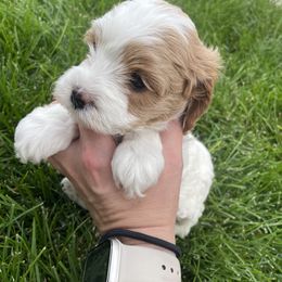 Cavapoo Puppies from Ellas.Pups