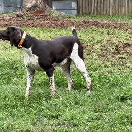 Briar - Liver and white female German Shorthaired Pointer puppy in Jackson, Georgia from Rosengrace Gsps (formerly Tiner GSP’s)