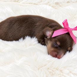 Sally - Chocolate and cream female Dachshund puppy in Perris, California from THE DACH HOUSE ♡