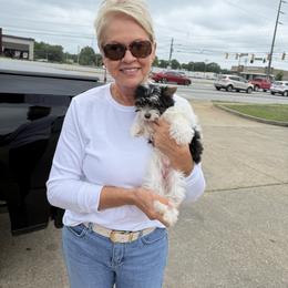 Biewer Terrier and Yorkshire Terrier Puppies from South Georgia Yorkies and Biewers
