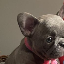 French Bulldogs and Rottweilers from Vom Schwarzen-Eis Rottweilers