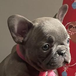 French Bulldogs and Rottweilers from Vom Schwarzen-Eis Rottweilers